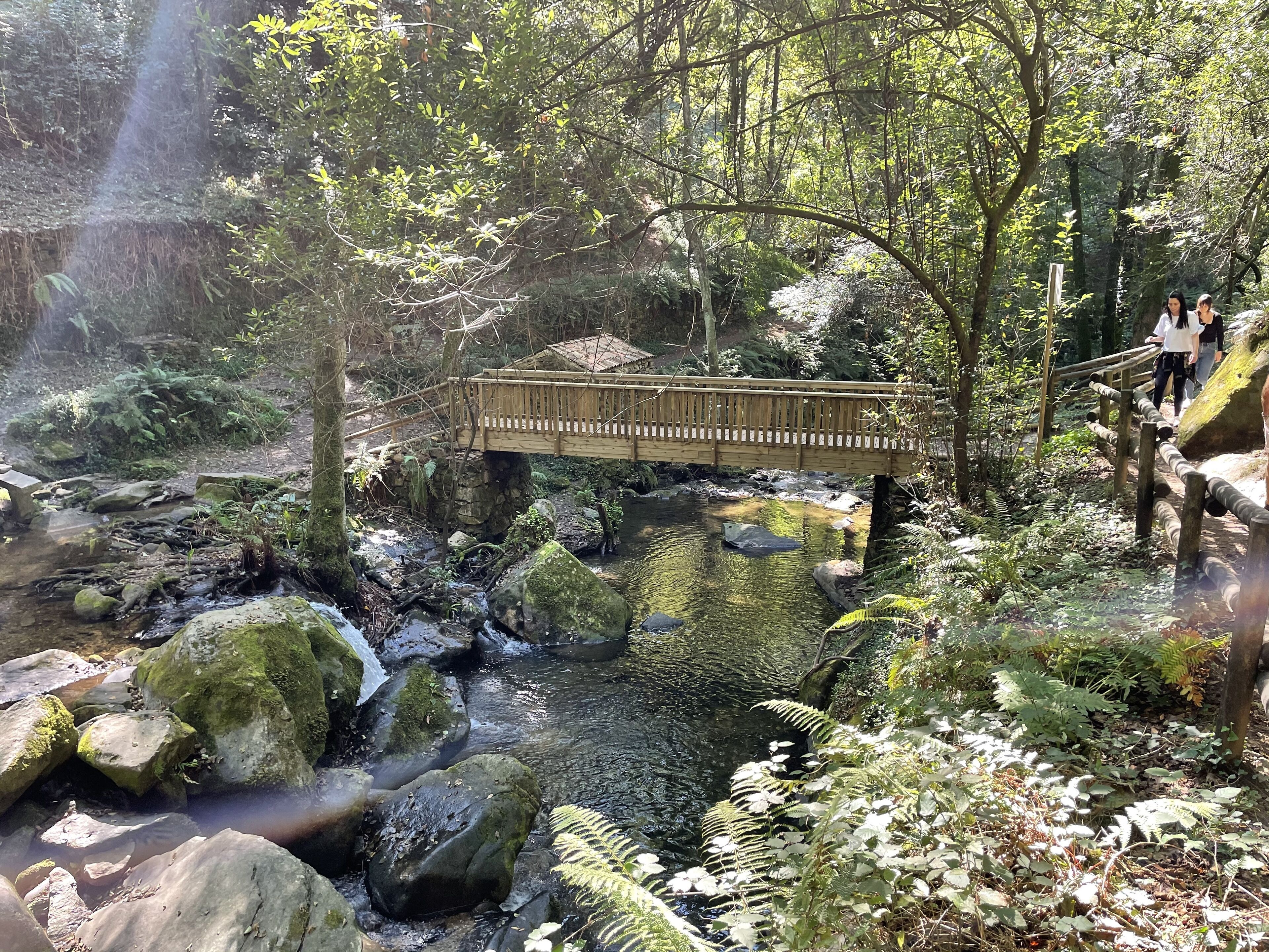 A wooden bridge over a stream in a forested area with ferns and rocks.