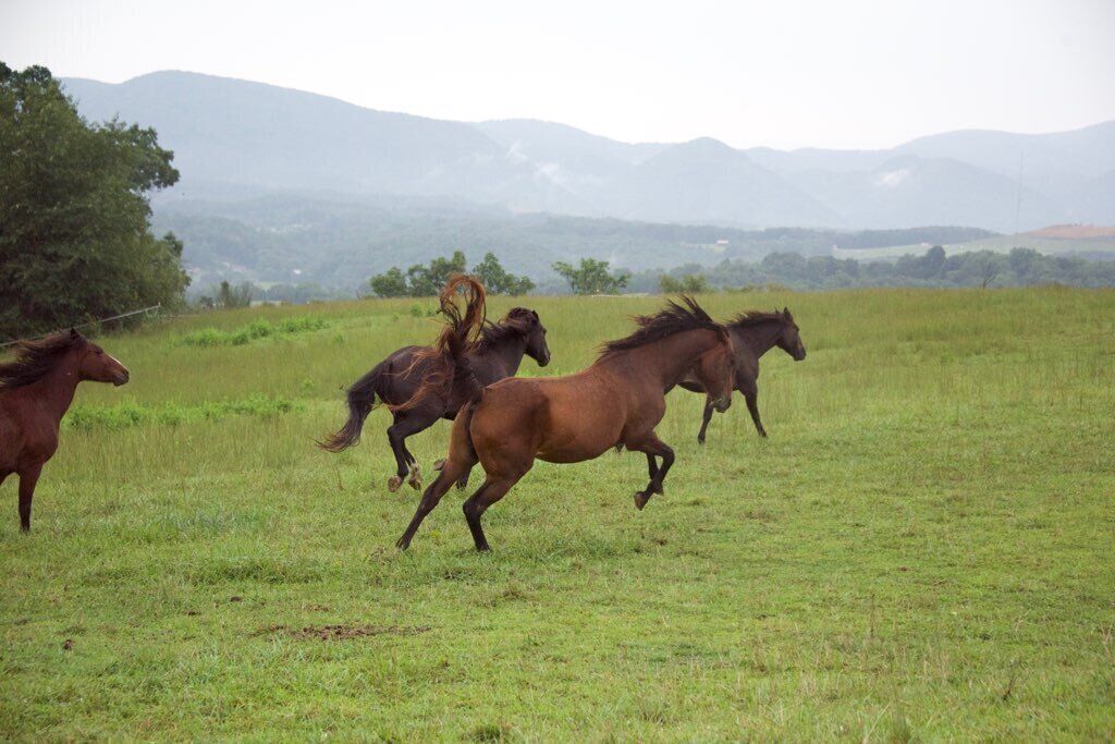 A group of horses running in a grassy field with mountains in the background.