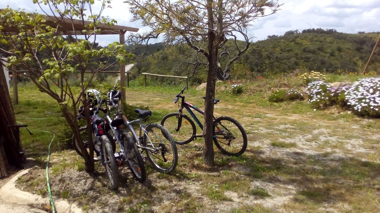 Una bicicletta parcheggiata sotto un albero in una zona erbosa, con vista su delle colline sullo sfondo.