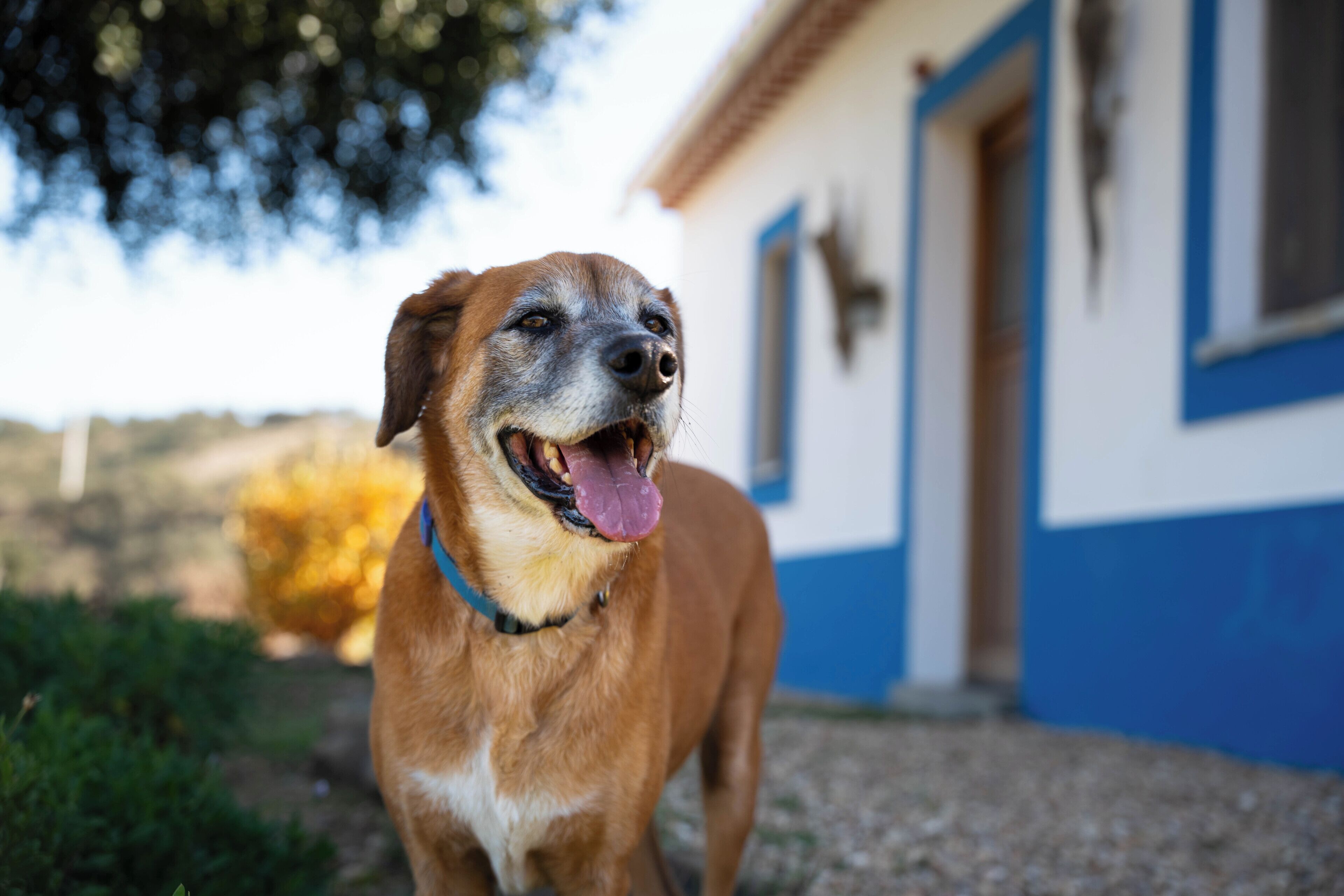 Un cane in piedi di fronte a un edificio con facciata blu e bianca.