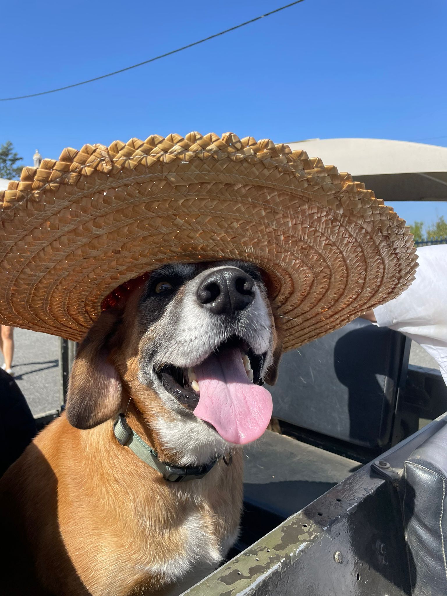 A dog wearing a straw hat.