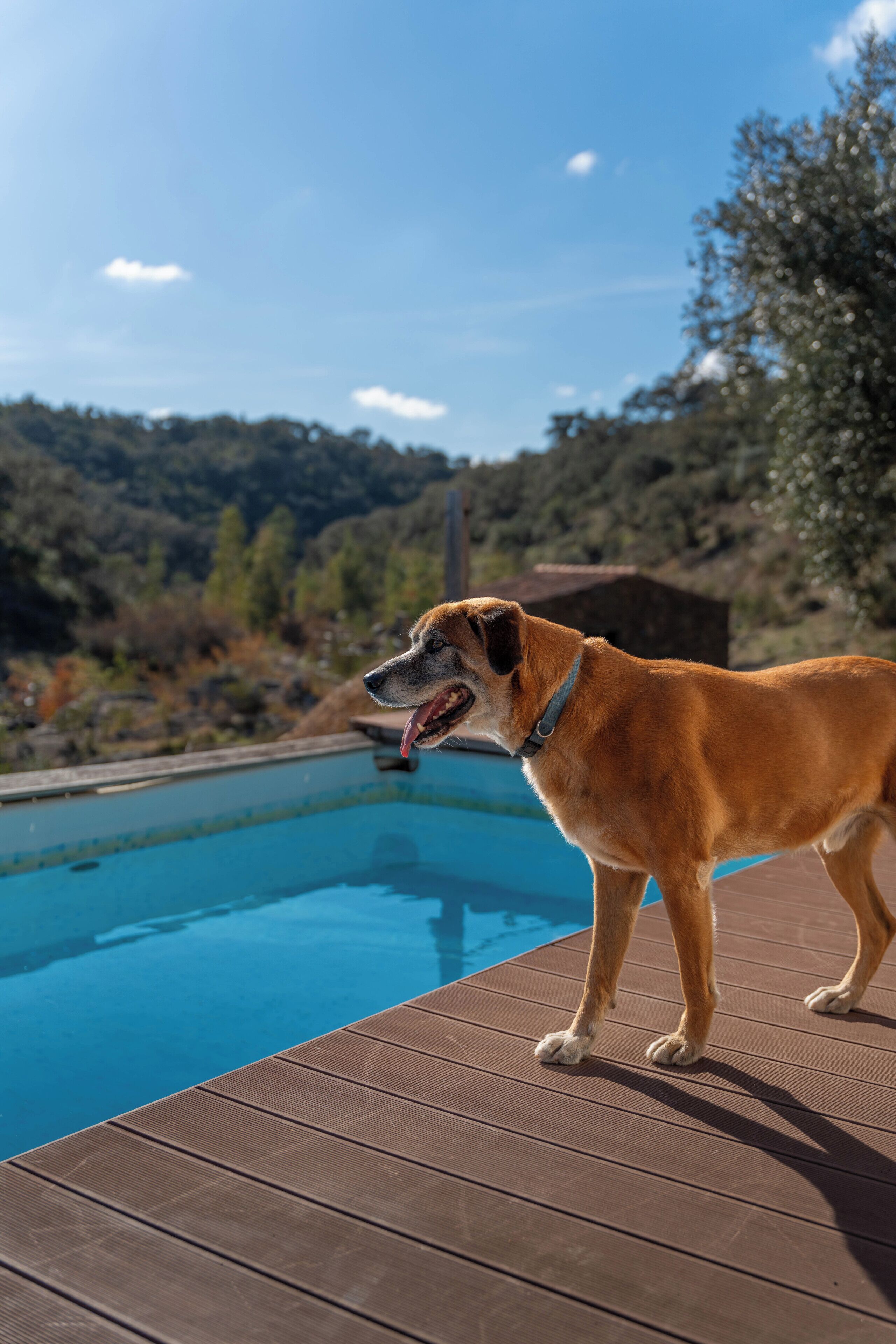 Un chien se tient près d’une piscine, avec une terrasse en bois et un paysage montagneux en arrière-plan.
