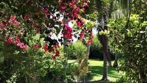 Un jardin avec un chemin de gravier, différentes plantes et un palmier.