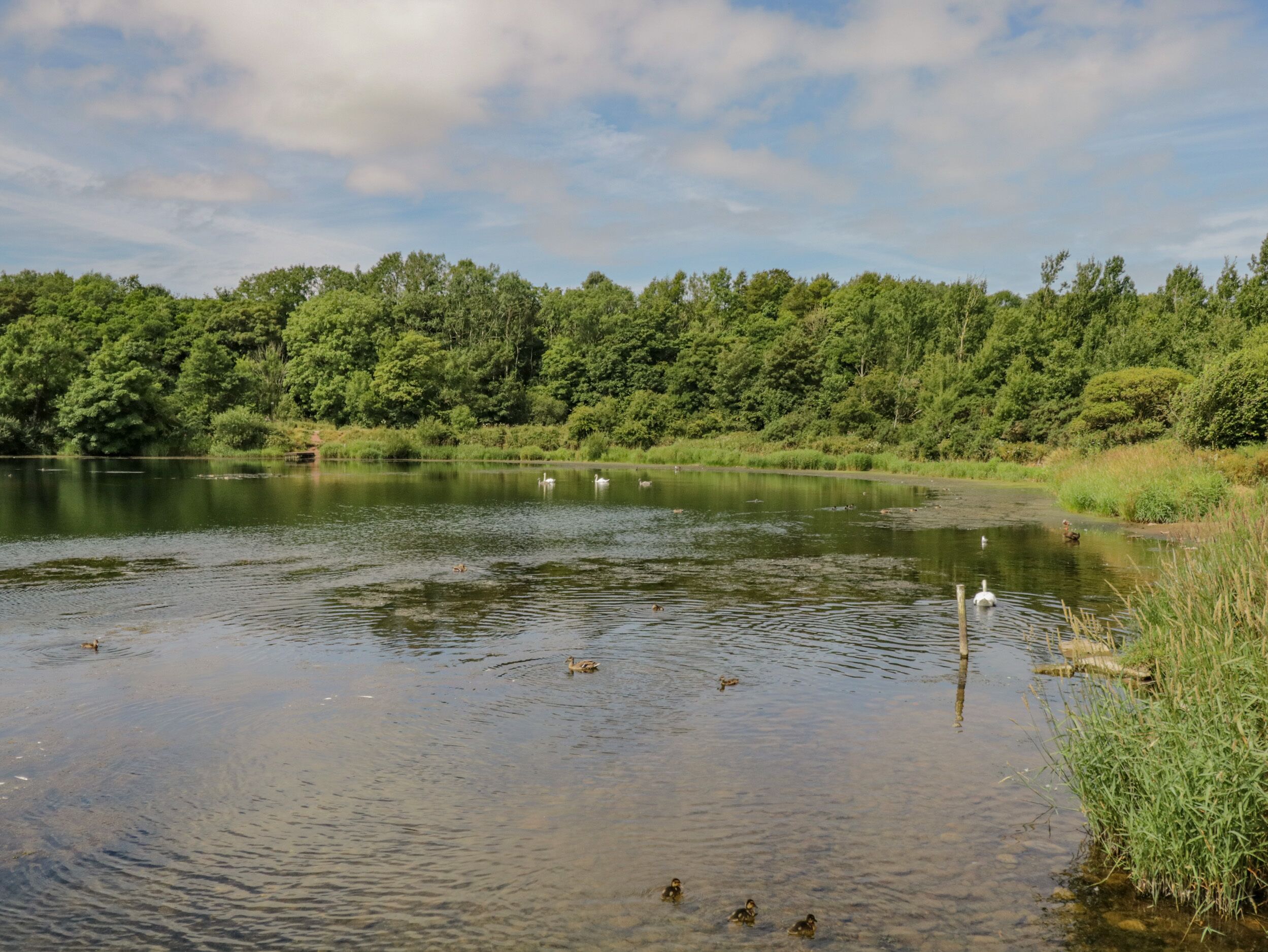 Un lac paisible, entouré d’une végétation luxuriante et d’arbres.
