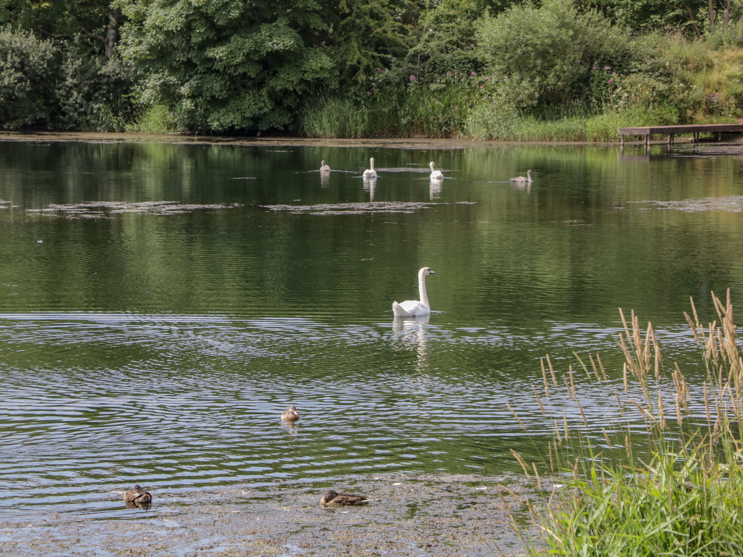 A calm lake with swans and ducks swimming.