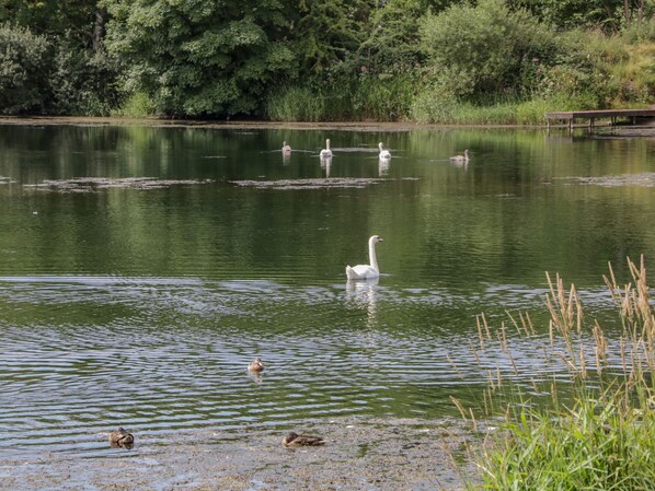 Un lago tranquilo con cisnes y patos nadando.