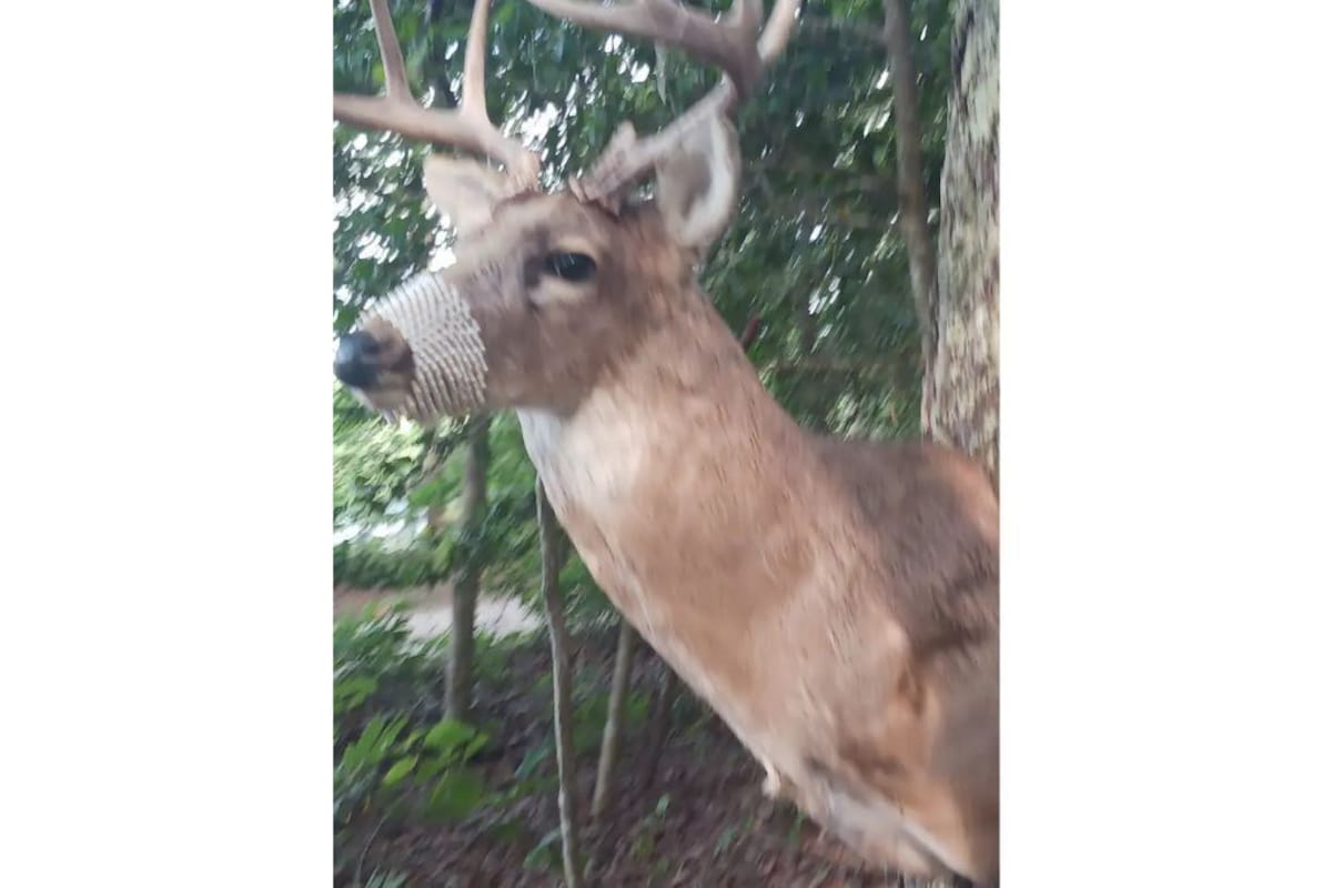 Host profile image