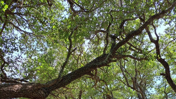 Un camí que condueix a un edifici vermell amb garatge, envoltat d'arbres i gespa.