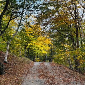 A forested path with trees displaying autumn foliage.