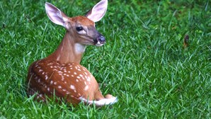 A deer lying on green grass. - Private Cabin (Morganton)