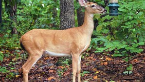 A deer standing in a forest with a bird feeder.