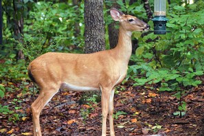 A deer standing in a forest with a bird feeder.