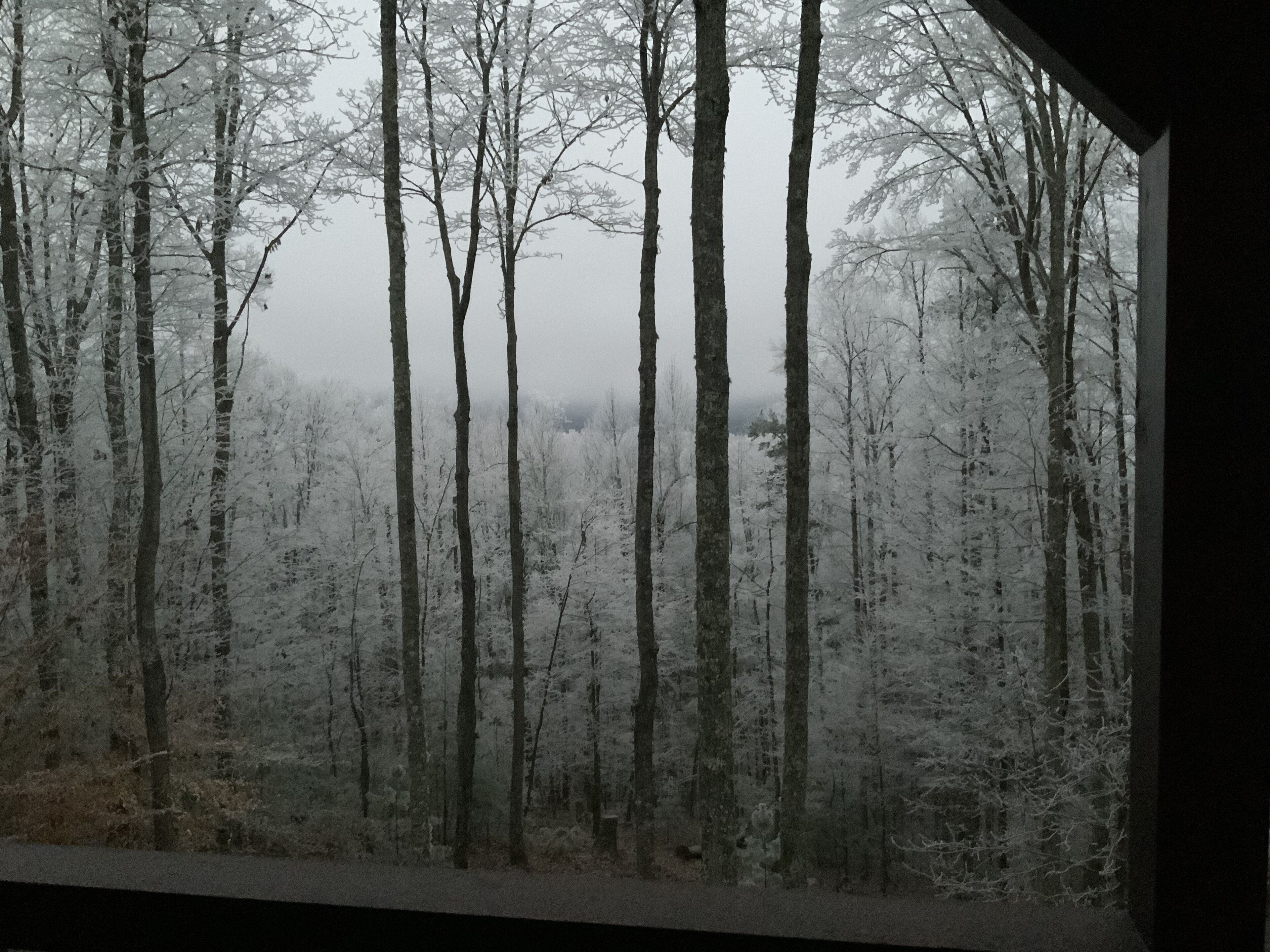 A forest with tall trees and a foggy atmosphere.