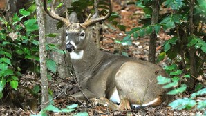 A deer in a forested area with trees and underbrush. - Private Cabin (Morganton)