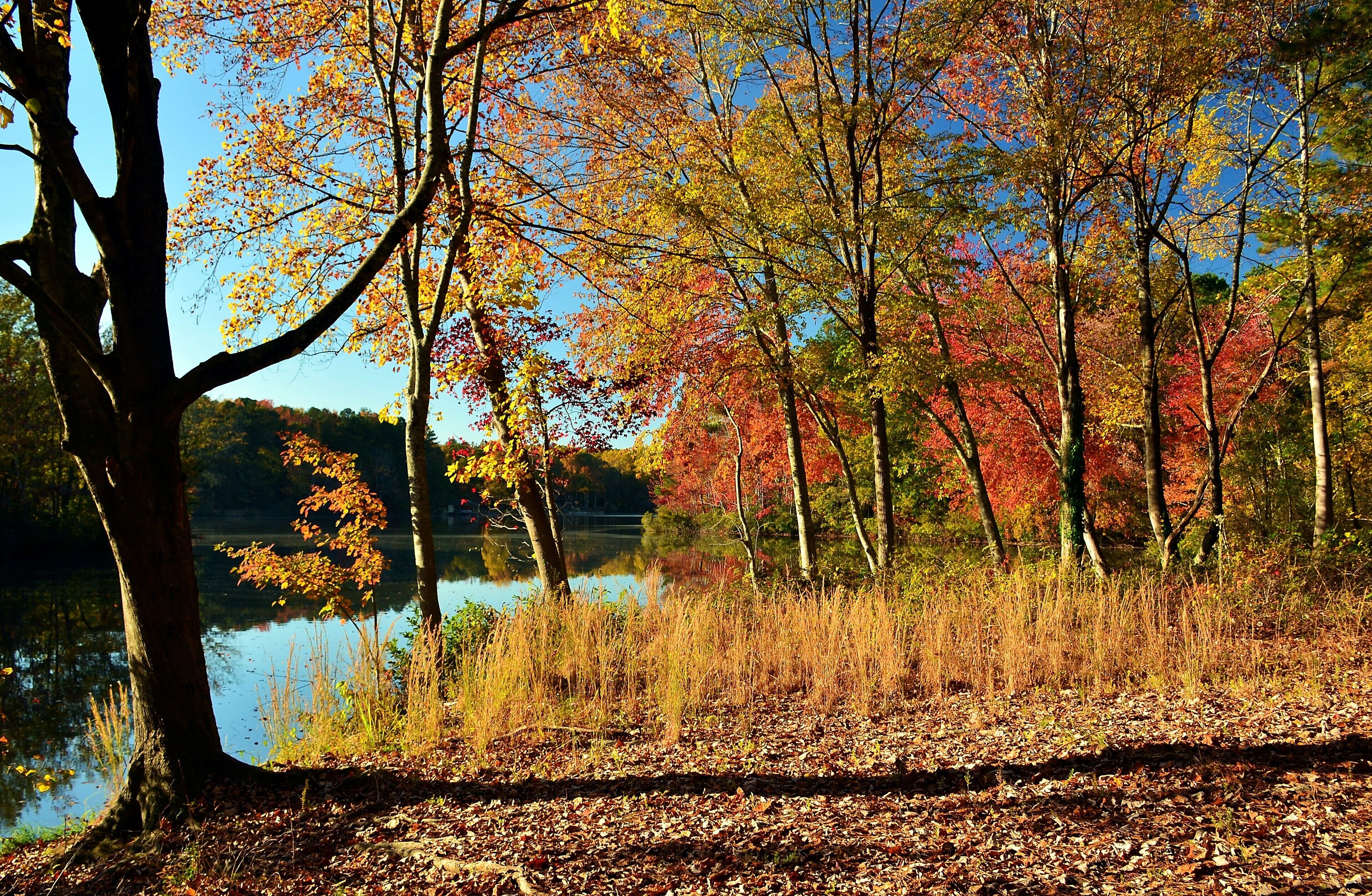 A serene lakeside scene with autumn foliage, a clear sky, and a calm water body reflecting the trees.
