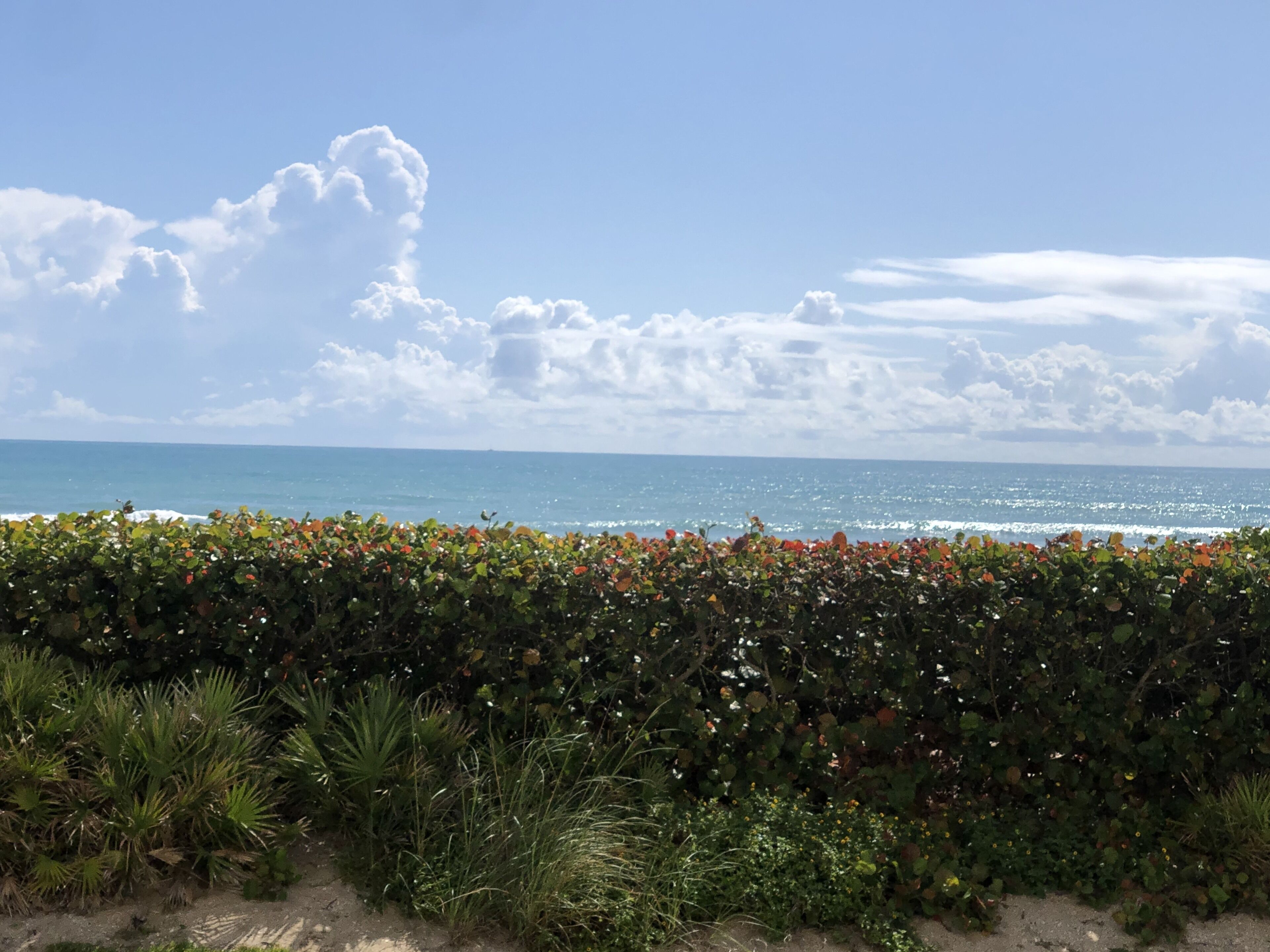 A coastal landscape with a clear sky, ocean, and a hedge in the foreground.
