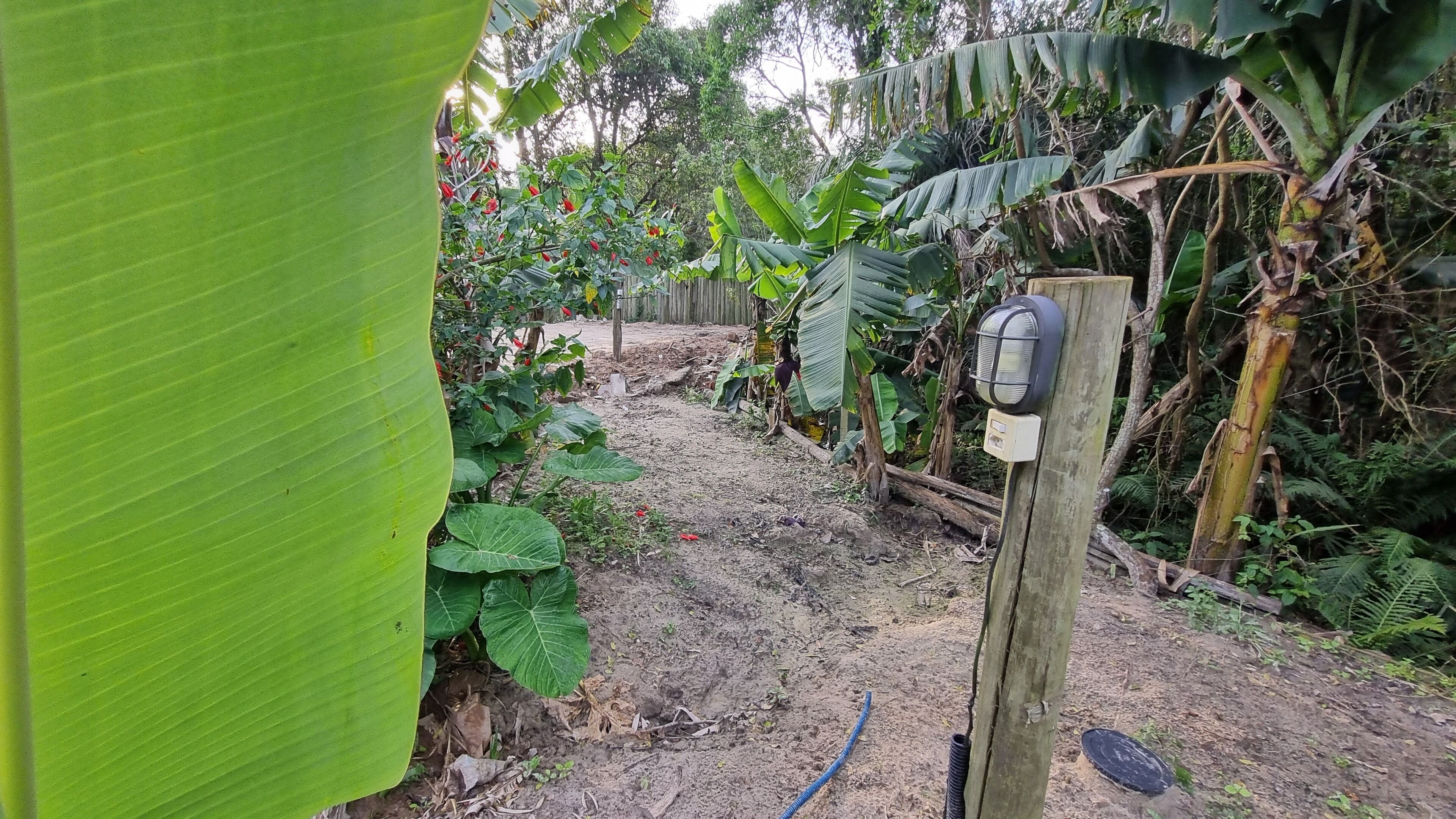 Un jardín con plantas de banano y una cerca de madera.