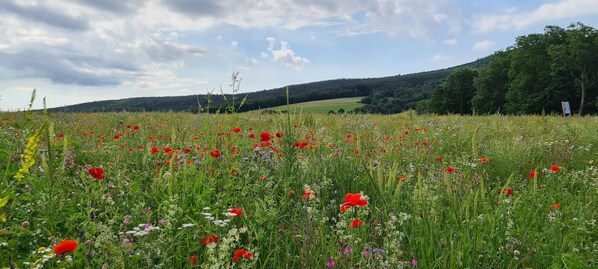 A field of red poppies with a forested hill in the background. - New, cozy vacation apartment directly on the Haselbach (Bischofsheim in der Rhön)