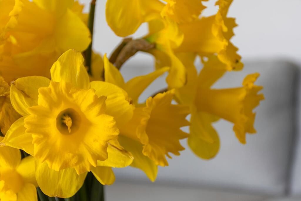 Primer plano de narcisos amarillos.