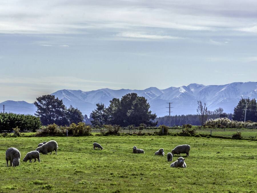 Un campo verde con ovejas pastando, rodeado de árboles y montañas al fondo.