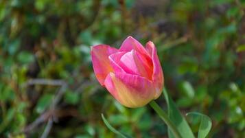 A single pink tulip with green leaves against a blurred natural background.