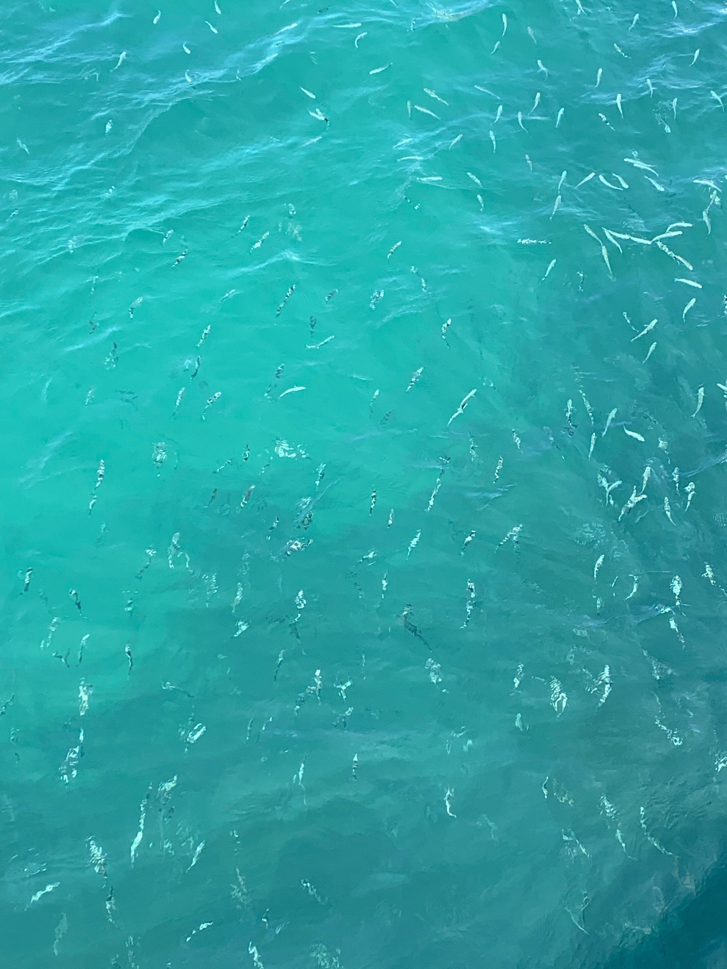 A clear view of a turquoise sea with numerous small fish swimming.