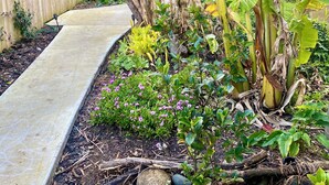 A garden with a concrete path, banana plants, and various shrubs. - The Green Bach opposite beach- quirky and great for groups and families (Ōmāpere)