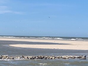 Ein Strand mit einer Gruppe Robben am Wasserrand.