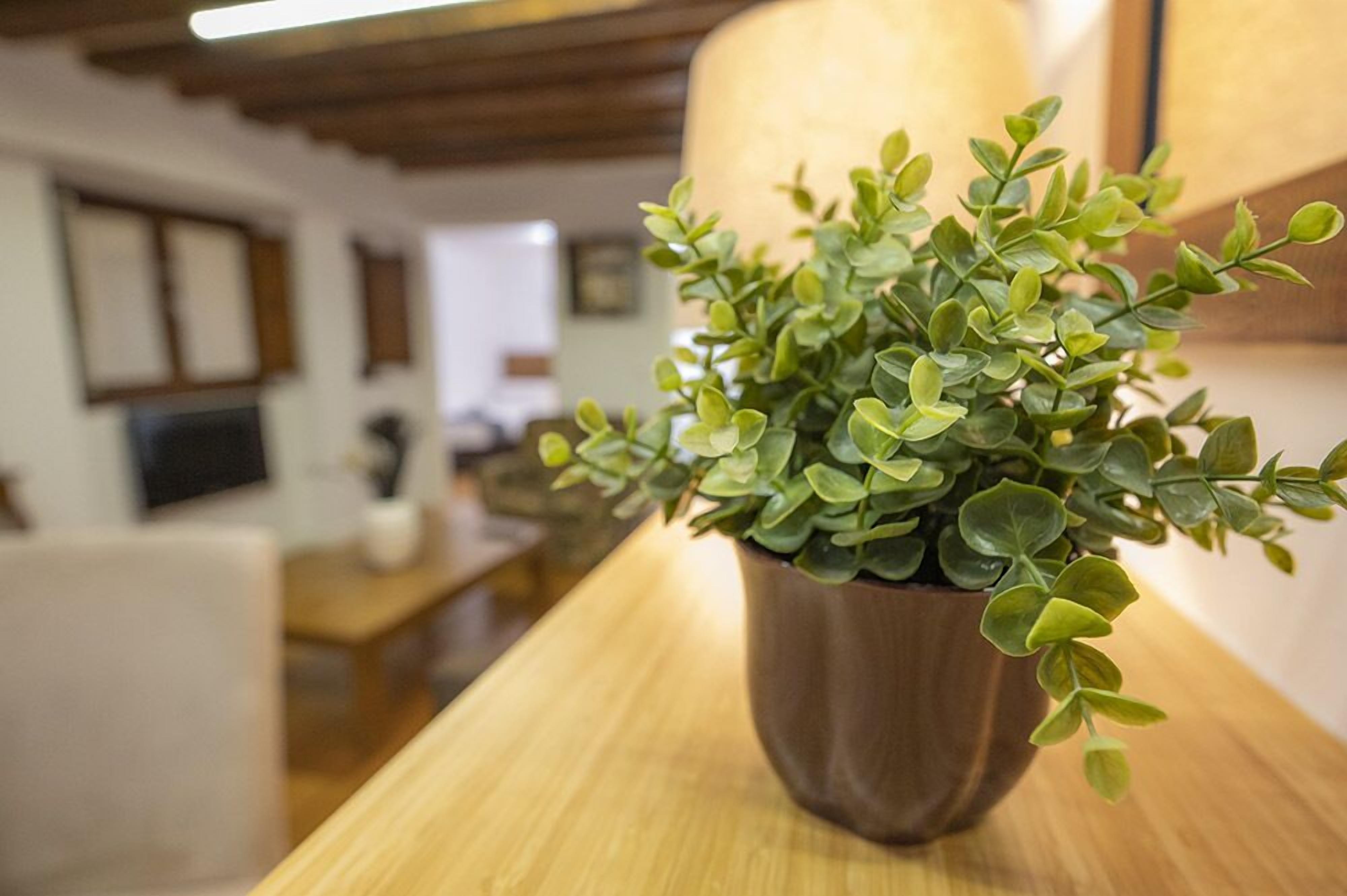 A potted plant on a wooden table in a room with a wooden ceiling and white walls.