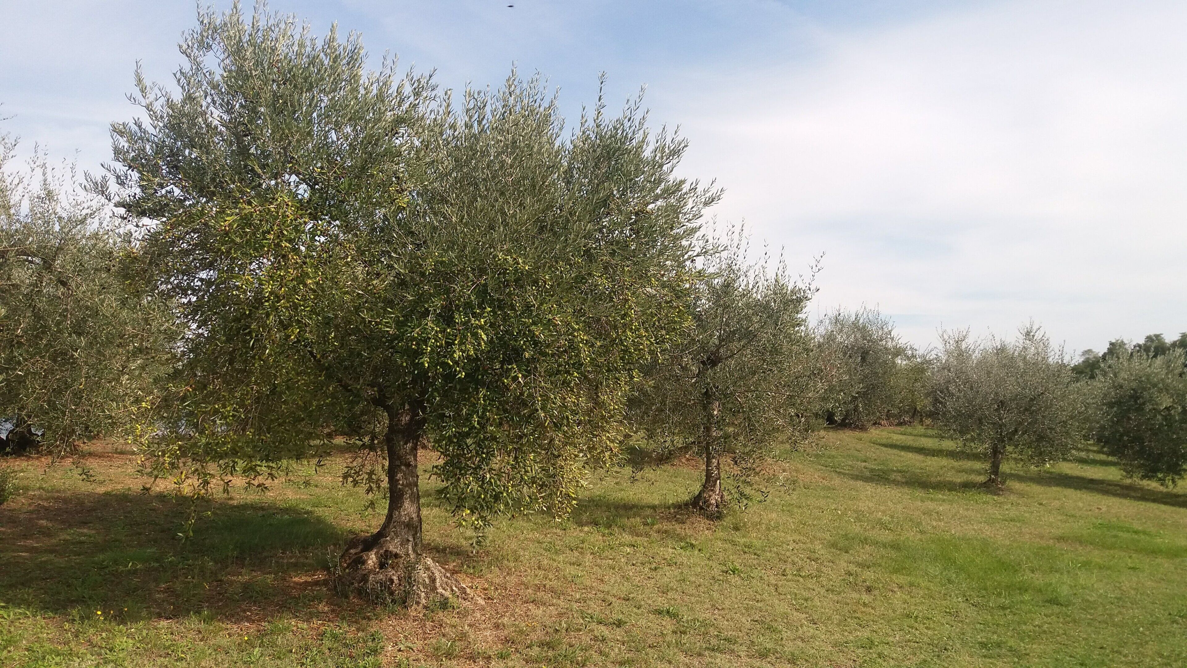 Ein Obstgarten mit reifen Bäumen und einer grünen Wiese.