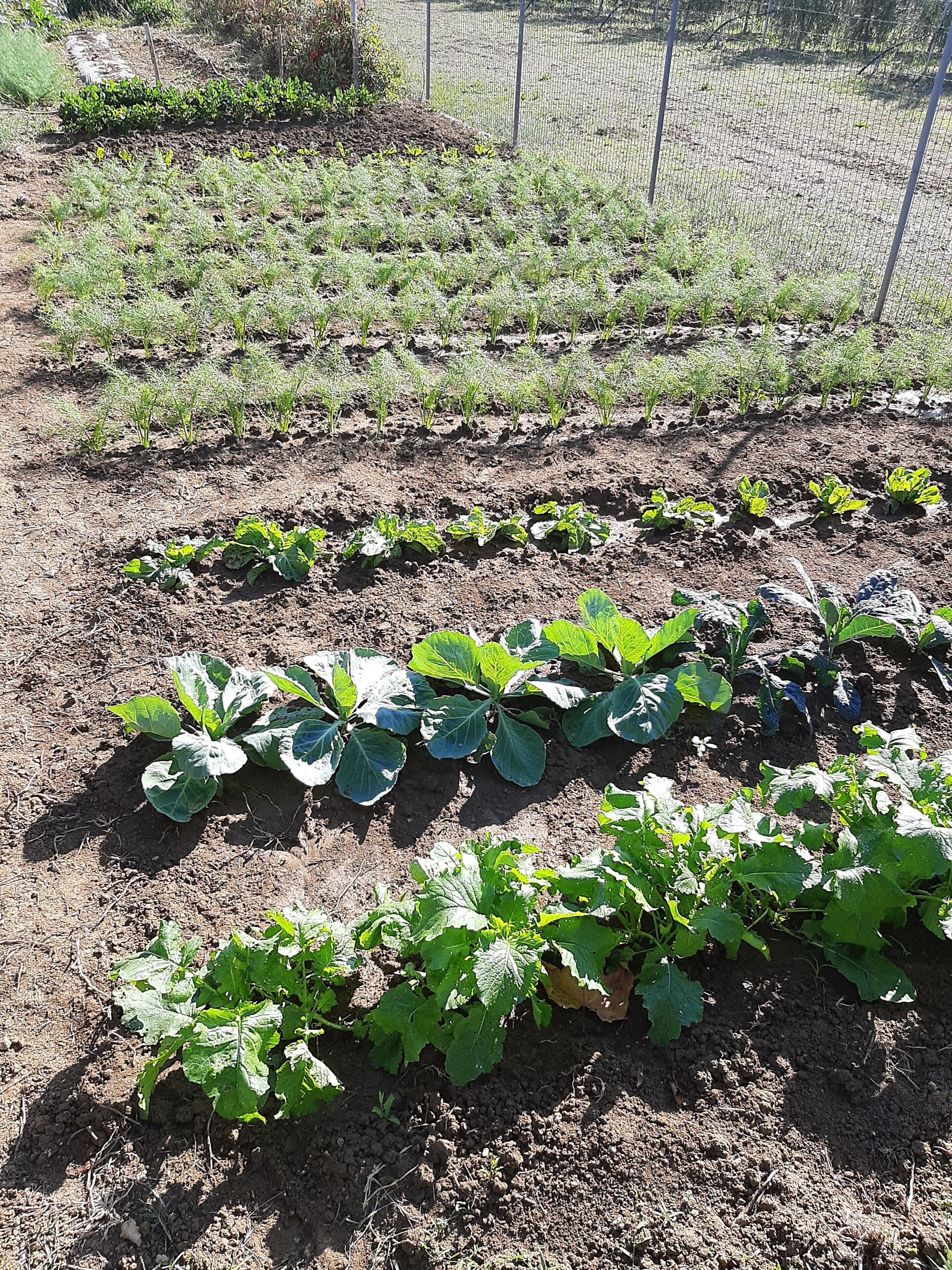 A garden with rows of leafy plants, a fence, and a clear sky.