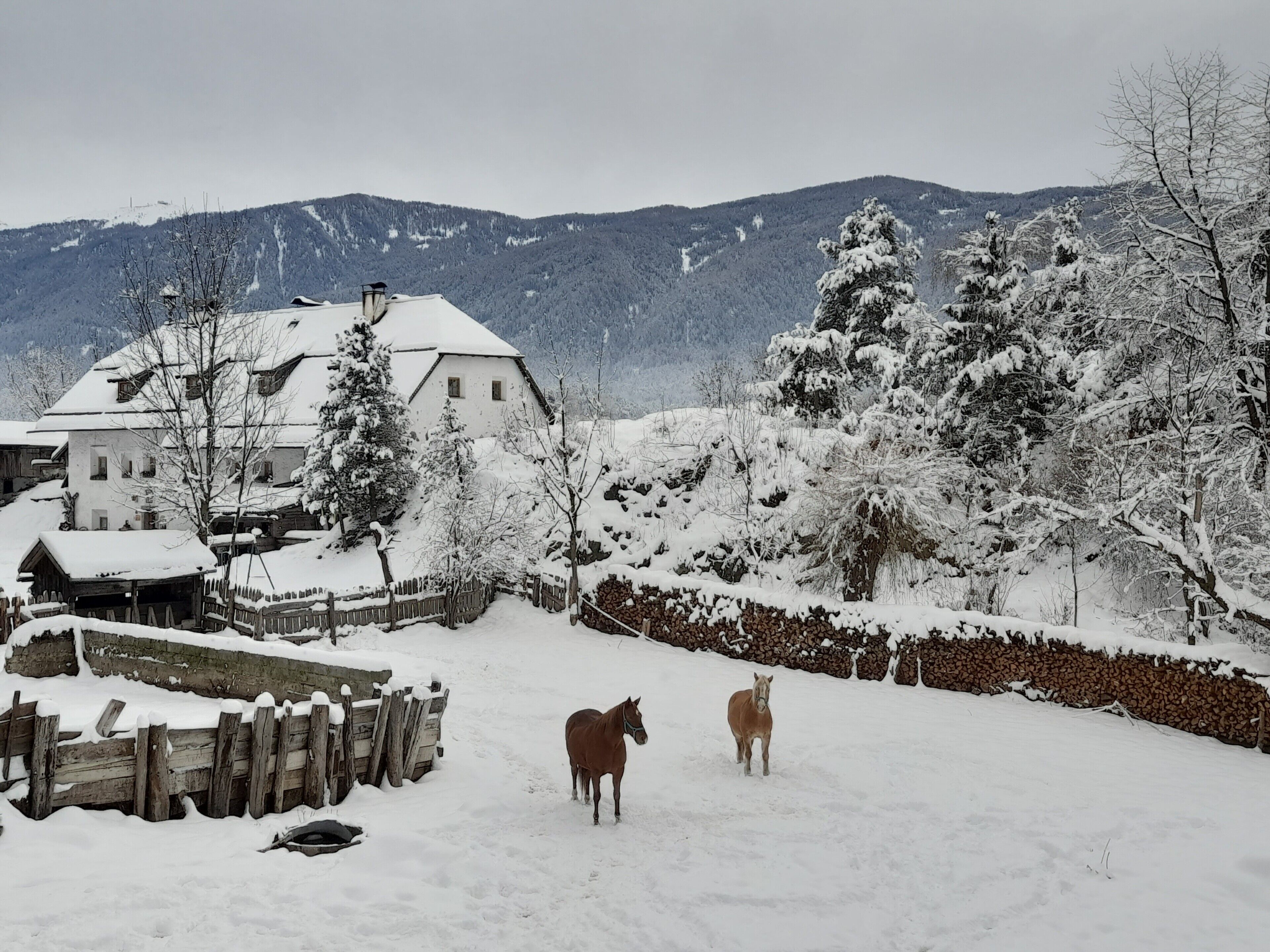 Un paysage enneigé avec une clôture en bois, un bâtiment dont le toit est recouvert de neige, et deux chevaux au premier plan.