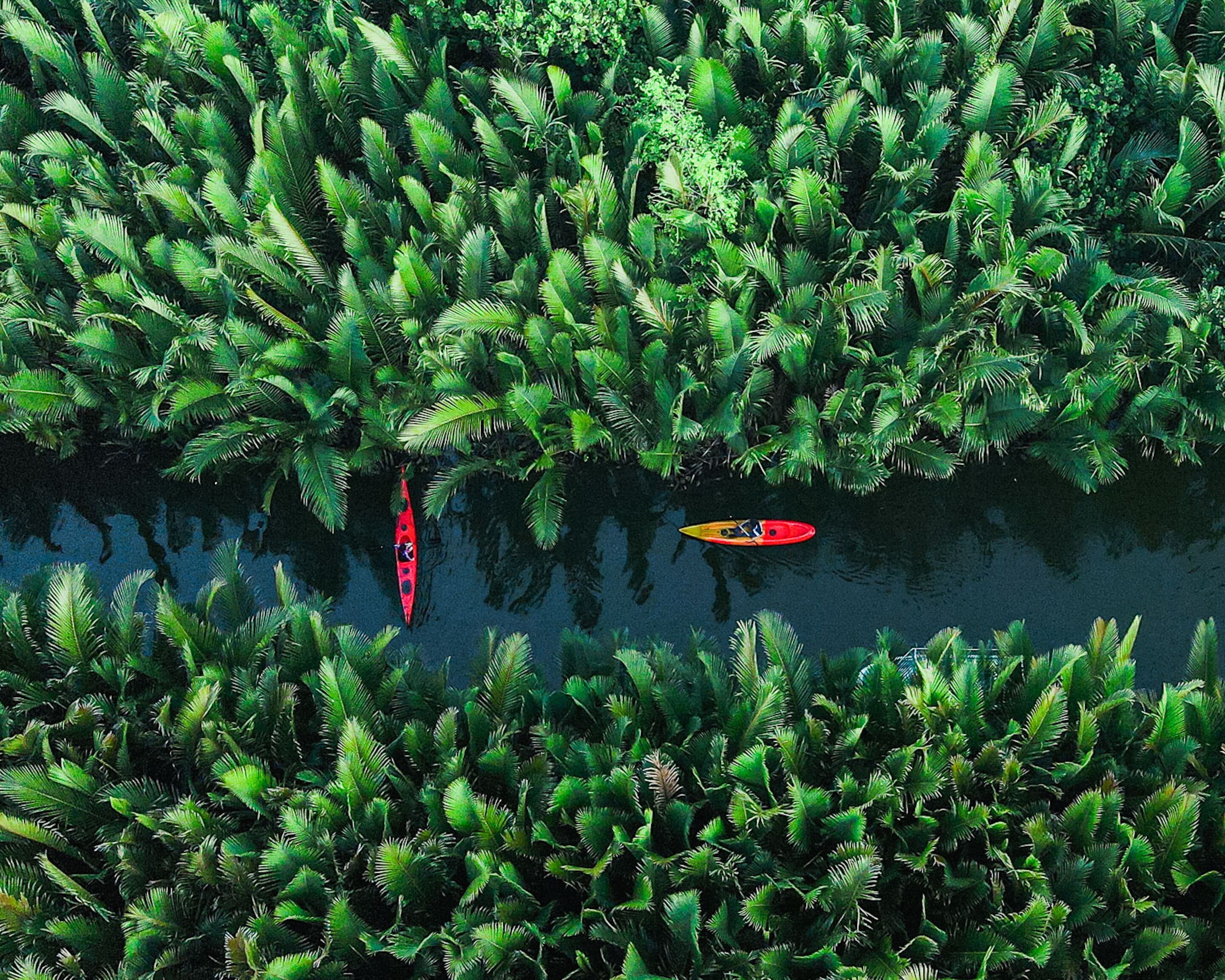 Un bosque frondoso y verde con un río y kayaks.