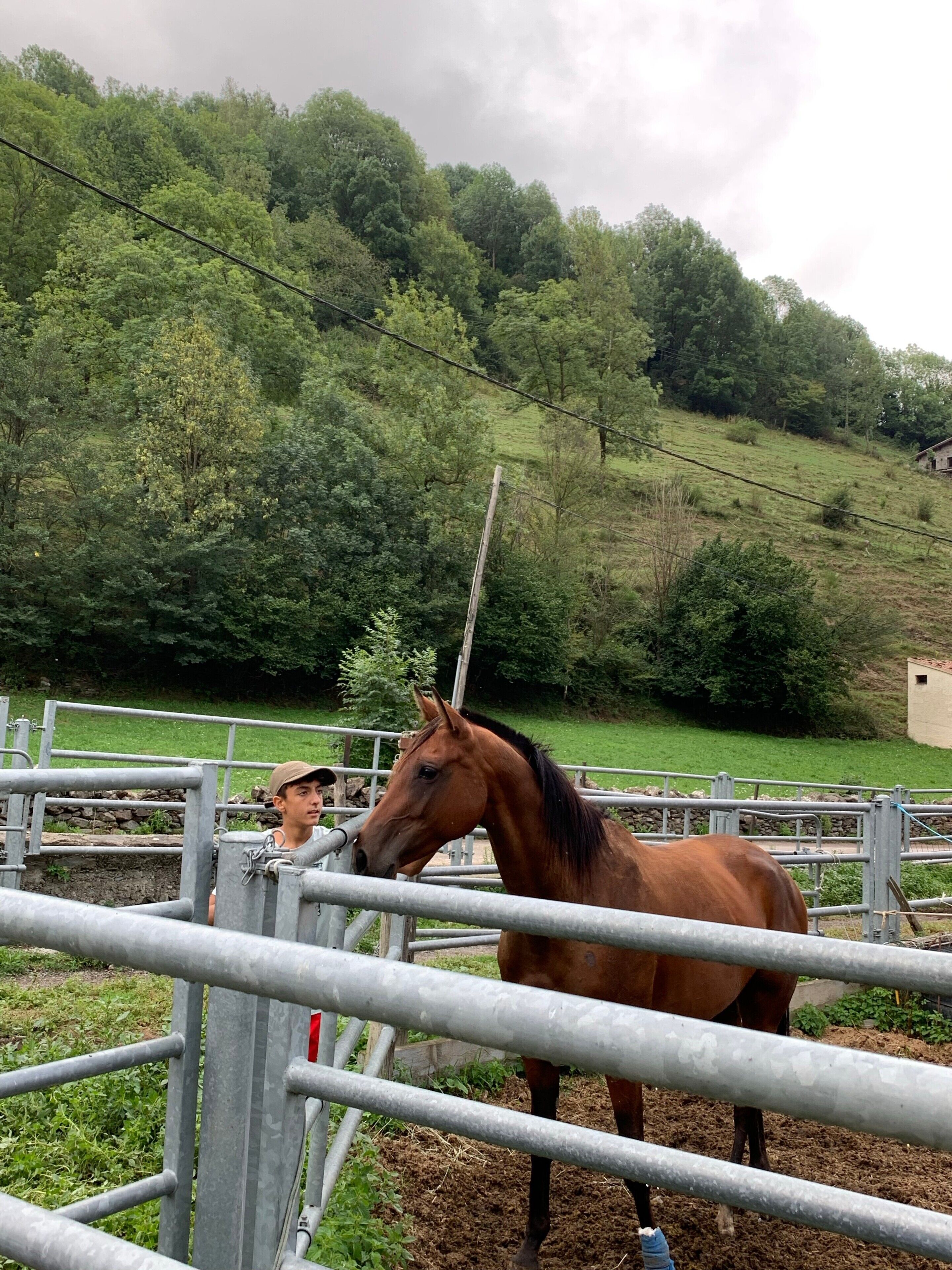 Un caballo en un área cercada, con una persona al fondo, rodeado de vegetación y una colina.