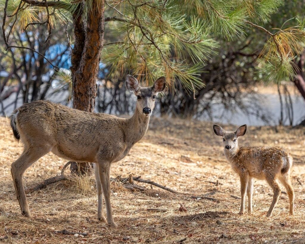 A deer and a fawn in a dry, pine forest.