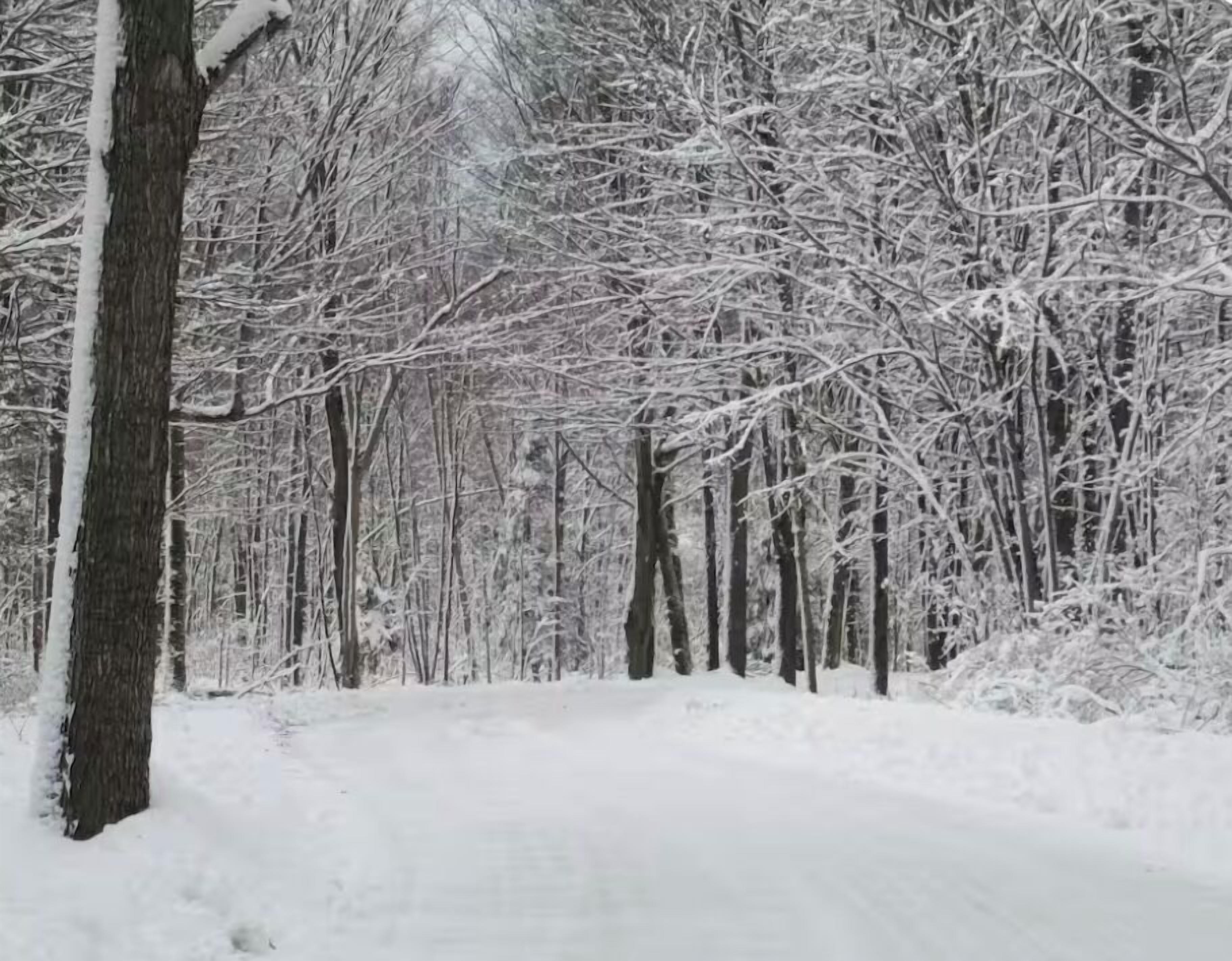 Un sentiero boschivo innevato.