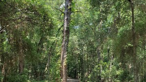 A forested path with dense greenery and trees. - "the Sweet", close to downtown, beaches, parks, colleges, airports & hospitals. (Jacksonville)