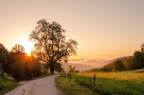 Une route de campagne, avec un grand arbre sur le côté gauche, qui mène vers un paysage vallonné.