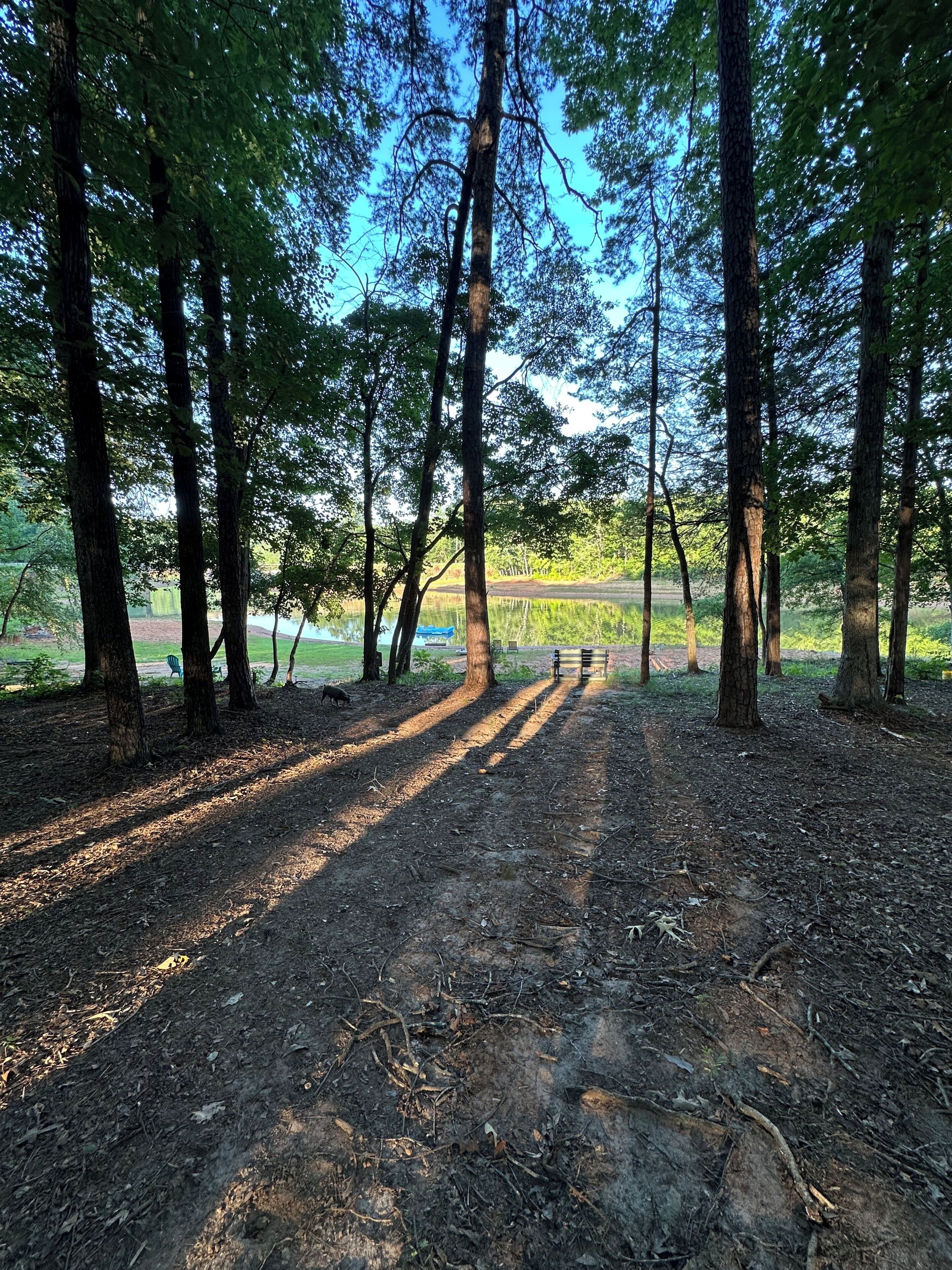 Ein bewaldetes Gebiet mit einem Feldweg, der zu einer Bank führt.