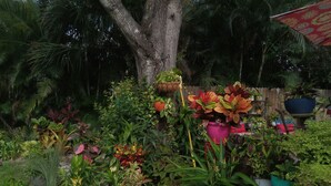 A lush garden with various potted plants and a large tree.