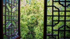 A bamboo plant in a garden through a metal gate. - Shanghai Shikumen Culture Homestay (Shanghai)
