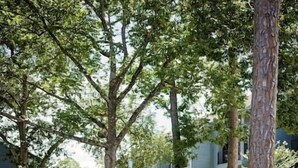 Un espacio al aire libre tranquilo con un pequeño arroyo, rodeado de árboles y un edificio de diseño moderno.