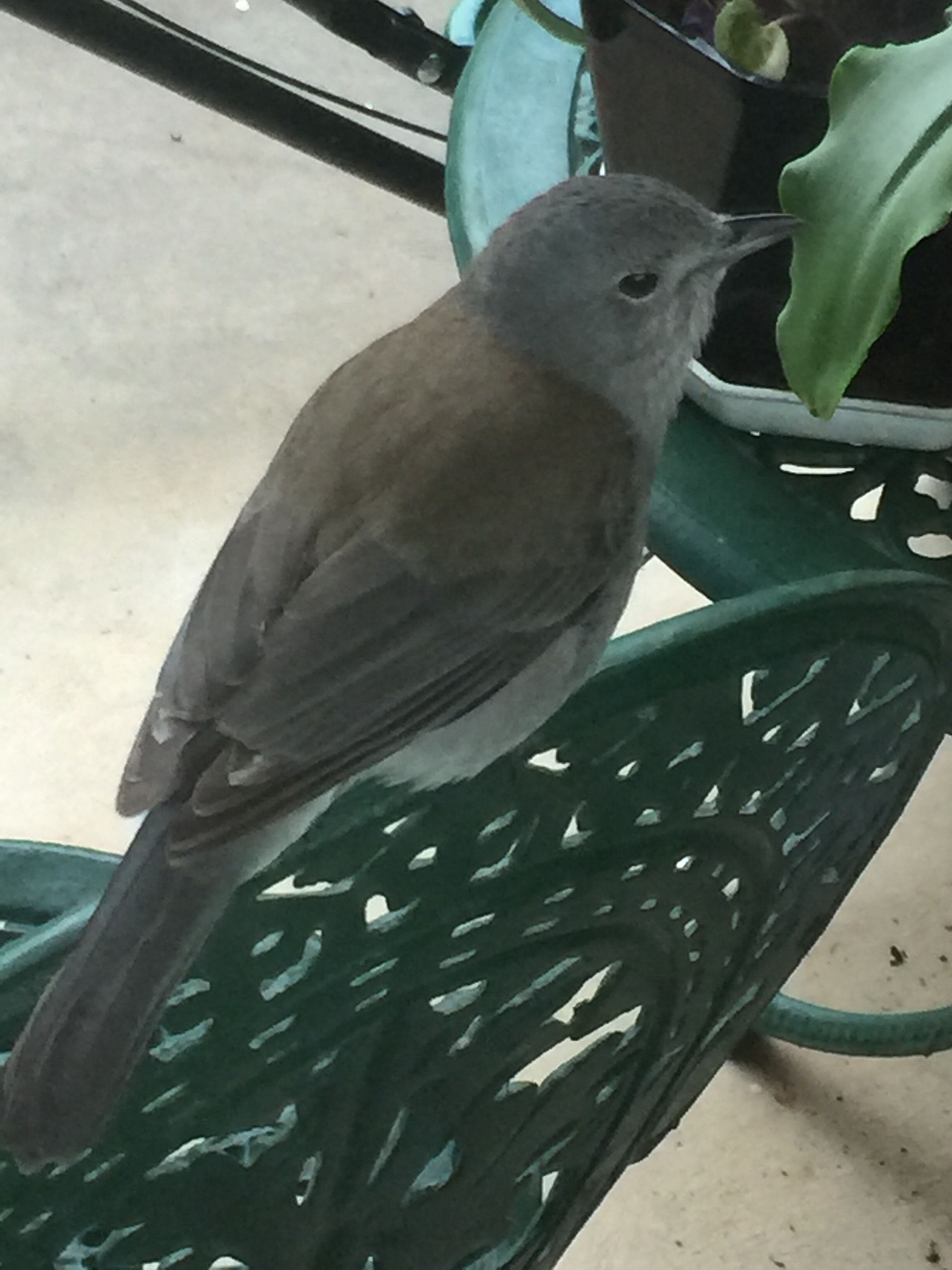 Ein Vogel sitzt auf einem grünen Stuhl.