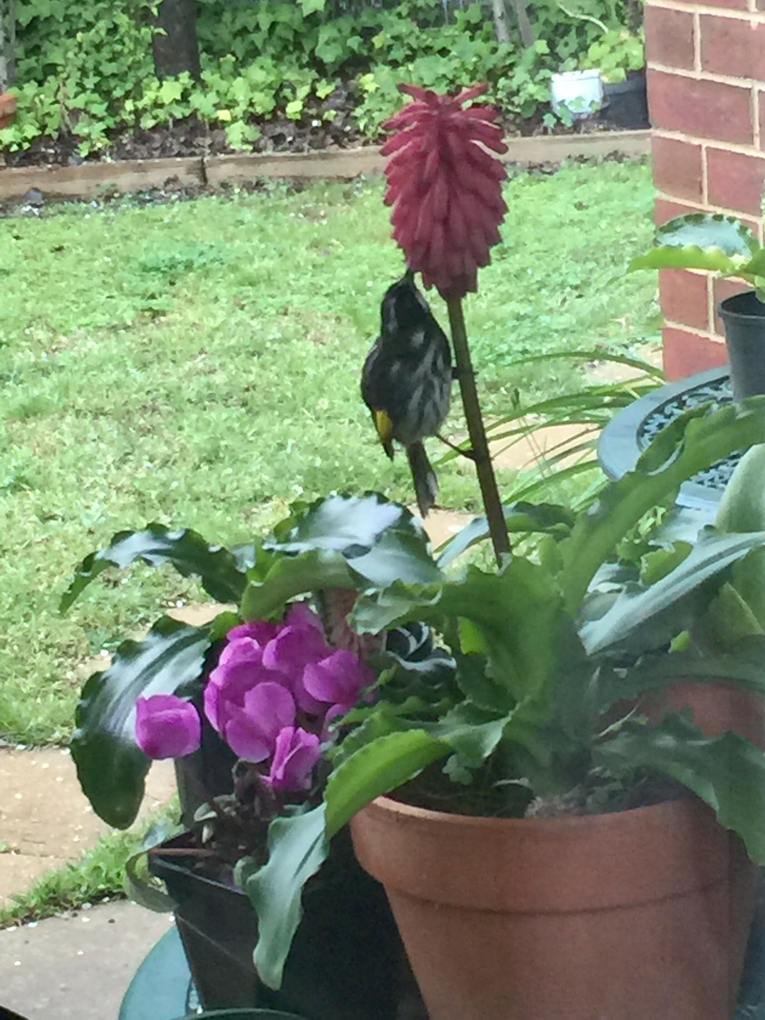 Een bloempot met paarse bloemen en een vogel die op een rode bloem zit.
