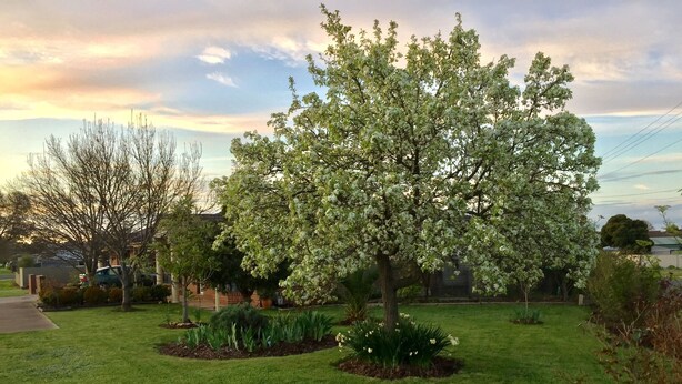 A residential garden with a well-maintained lawn, flowering trees, and a clear sky. - Bird Abode Accommodation in central Maryborough (Maryborough)