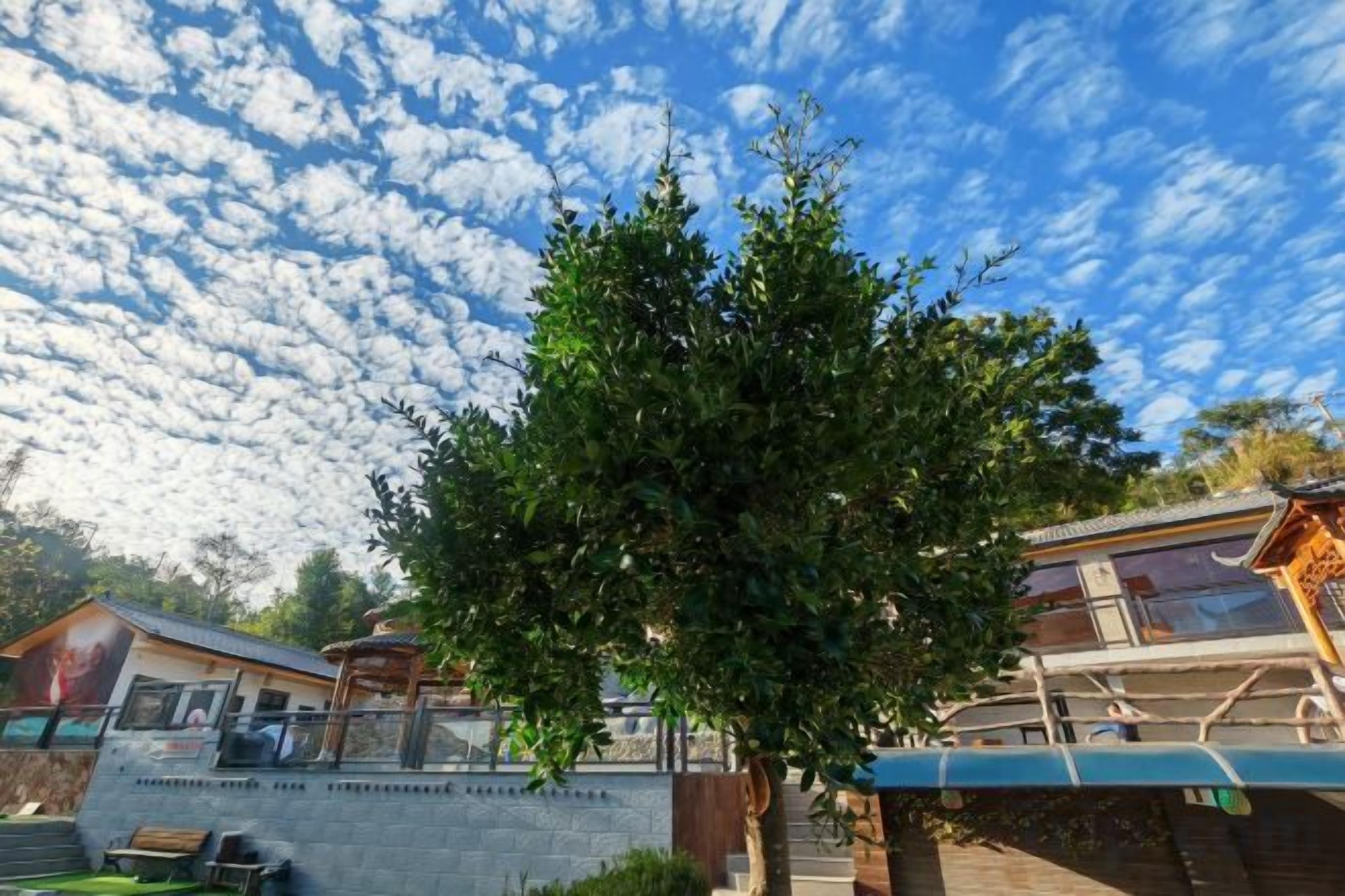 Un árbol frente a un edificio con un muro de piedra y una terraza de madera.