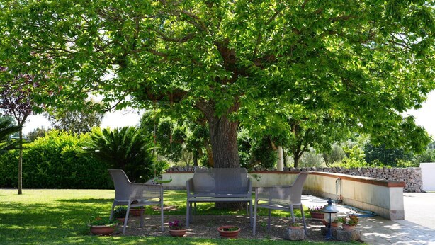 Un espace extérieur aménagé avec des arbres, comprenant un banc et des plantes en pot.