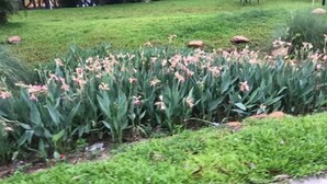 Un jardín con diversas plantas y flores, incluyendo flores rosadas y blancas, y un sendero pavimentado.