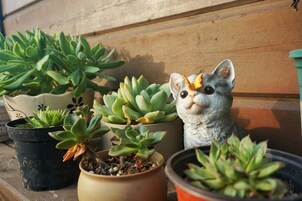 Potted succulents and a ceramic cat figurine on a wooden bench.