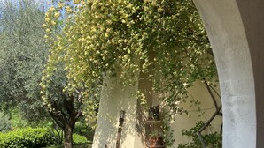 Un jardin agrémenté d’une pergola recouverte de fleurs jaunes, d’une plante en pot et d’une bouteille en verre posée sur une étagère en briques.